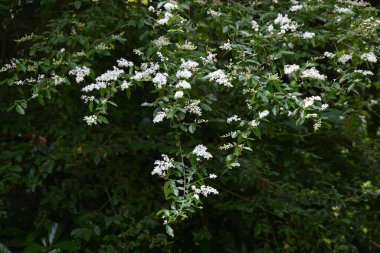  Ligustrum vulgare (Privet) çiçekleri. Oleaceae Yarı-yeşil çalı. Küçük huni şekilli kokulu beyaz çiçekler, yazın başında dört lobla paniğe kapılır..