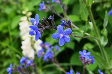 Anchusa azurea çiçekleri. Boraginaceae bitkisi. Narin mavi-mor beş yapraklı çiçekler yaz başında açar..