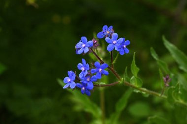 Anchusa azurea çiçekleri. Boraginaceae bitkisi. Narin mavi-mor beş yapraklı çiçekler yaz başında açar..