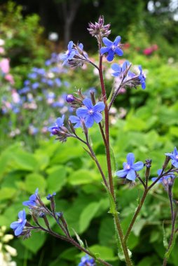 Anchusa azurea çiçekleri. Boraginaceae bitkisi. Narin mavi-mor beş yapraklı çiçekler yaz başında açar..