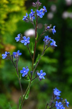 Anchusa azurea çiçekleri. Boraginaceae bitkisi. Narin mavi-mor beş yapraklı çiçekler yaz başında açar..