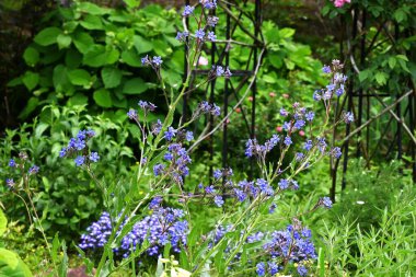 Anchusa azurea çiçekleri. Boraginaceae bitkisi. Narin mavi-mor beş yapraklı çiçekler yaz başında açar..