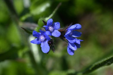 Anchusa azurea çiçekleri. Boraginaceae bitkisi. Narin mavi-mor beş yapraklı çiçekler yaz başında açar..