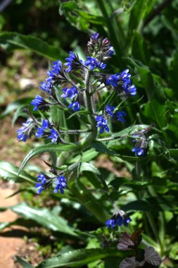 Anchusa azurea çiçekleri. Boraginaceae bitkisi. Narin mavi-mor beş yapraklı çiçekler yaz başında açar..