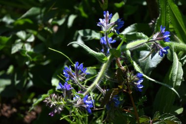 Anchusa azurea çiçekleri. Boraginaceae bitkisi. Narin mavi-mor beş yapraklı çiçekler yaz başında açar..