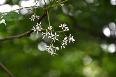 Çinberiye (Melia azedarach) çiçekleri. Meliaceae yaprak döken ağacı. Açık mor beş yapraklı çiçekler yazın başlarında açar. Aynı zamanda tıbbi bir bitki..