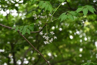 Çinberiye (Melia azedarach) çiçekleri. Meliaceae yaprak döken ağacı. Açık mor beş yapraklı çiçekler yazın başlarında açar. Aynı zamanda tıbbi bir bitki..