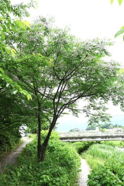 Çinberiye (Melia azedarach) çiçekleri. Meliaceae yaprak döken ağacı. Açık mor beş yapraklı çiçekler yazın başlarında açar. Aynı zamanda tıbbi bir bitki..