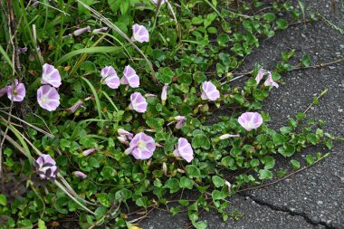 Deniz kıyısı sahte bağotu (Calystegia soldanella) çiçekleri. Daimi deniz kenarı sürünen bitkisini de kapsıyor. Yazın başında soluk pembe çiçekler açar.