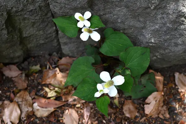 Nane balıklı çiçekler. Yazın başlarında, dört beyaz fren ve küçük çiçek yarışları üretir. Gölgede yetişiyor, eşsiz bir kokusu var ve bitkisel bir ilaç olarak kullanılıyor..