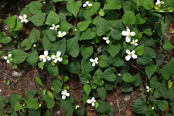 Nane balıklı çiçekler. Yazın başlarında, dört beyaz fren ve küçük çiçek yarışları üretir. Gölgede yetişiyor, eşsiz bir kokusu var ve bitkisel bir ilaç olarak kullanılıyor..