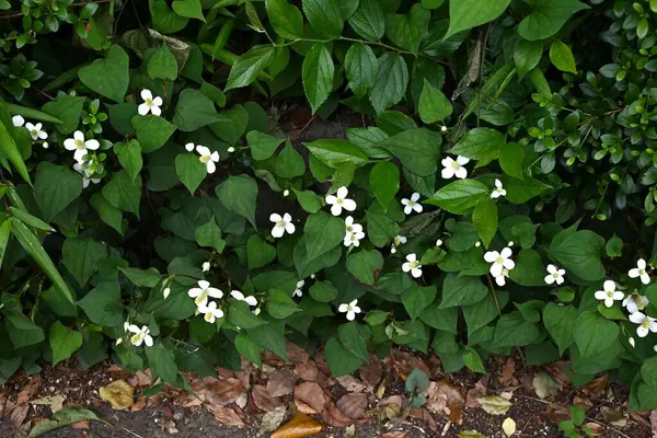Nane balıklı çiçekler. Yazın başlarında, dört beyaz fren ve küçük çiçek yarışları üretir. Gölgede yetişiyor, eşsiz bir kokusu var ve bitkisel bir ilaç olarak kullanılıyor..