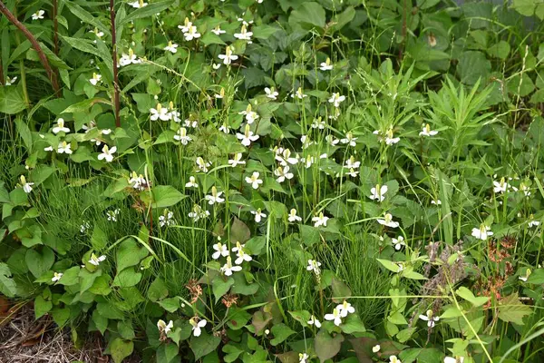 Nane balıklı çiçekler. Yazın başlarında, dört beyaz fren ve küçük çiçek yarışları üretir. Gölgede yetişiyor, eşsiz bir kokusu var ve bitkisel bir ilaç olarak kullanılıyor..