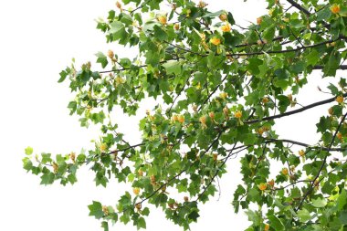 Amerikan lale ağacı (Liriodendron lalesi) çiçekleri. Magnoliaceae yapraklı ağacı. Turuncu işaretli yukarı bakan sarı-yeşil çiçekler yazın başlarında çiçek açar..