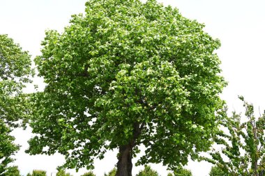 Amerikan lale ağacı (Liriodendron lalesi) çiçekleri. Magnoliaceae yapraklı ağacı. Turuncu işaretli yukarı bakan sarı-yeşil çiçekler yazın başlarında çiçek açar..