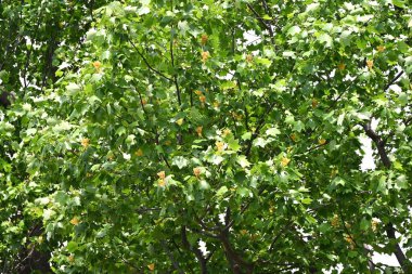 Amerikan lale ağacı (Liriodendron lalesi) çiçekleri. Magnoliaceae yapraklı ağacı. Turuncu işaretli yukarı bakan sarı-yeşil çiçekler yazın başlarında çiçek açar..