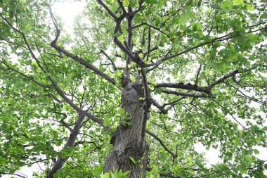 Amerikan lale ağacı (Liriodendron lalesi) çiçekleri. Magnoliaceae yapraklı ağacı. Turuncu işaretli yukarı bakan sarı-yeşil çiçekler yazın başlarında çiçek açar..