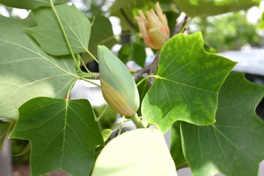 Amerikan lale ağacı (Liriodendron lalesi) çiçekleri. Magnoliaceae yapraklı ağacı. Turuncu işaretli yukarı bakan sarı-yeşil çiçekler yazın başlarında çiçek açar..