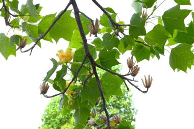 Amerikan lale ağacı (Liriodendron lalesi) çiçekleri. Magnoliaceae yapraklı ağacı. Turuncu işaretli yukarı bakan sarı-yeşil çiçekler yazın başlarında çiçek açar..