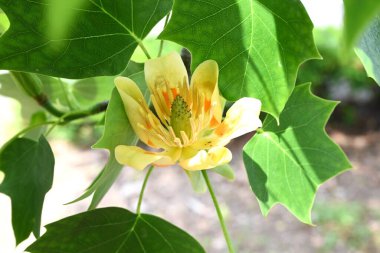 Amerikan lale ağacı (Liriodendron lalesi) çiçekleri. Magnoliaceae yapraklı ağacı. Turuncu işaretli yukarı bakan sarı-yeşil çiçekler yazın başlarında çiçek açar..