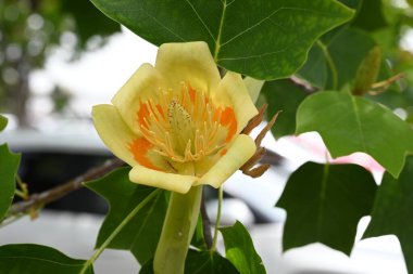Amerikan lale ağacı (Liriodendron lalesi) çiçekleri. Magnoliaceae yapraklı ağacı. Turuncu işaretli yukarı bakan sarı-yeşil çiçekler yazın başlarında çiçek açar..