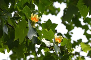 Amerikan lale ağacı (Liriodendron lalesi) çiçekleri. Magnoliaceae yapraklı ağacı. Turuncu işaretli yukarı bakan sarı-yeşil çiçekler yazın başlarında çiçek açar..