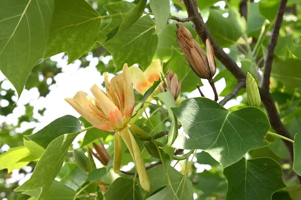 Amerikan lale ağacı (Liriodendron lalesi) çiçekleri. Magnoliaceae yapraklı ağacı. Turuncu işaretli yukarı bakan sarı-yeşil çiçekler yazın başlarında çiçek açar..