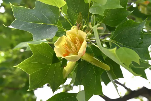 Amerikan lale ağacı (Liriodendron lalesi) çiçekleri. Magnoliaceae yapraklı ağacı. Turuncu işaretli yukarı bakan sarı-yeşil çiçekler yazın başlarında çiçek açar..