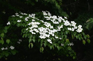 Kousa Dogwood (Cornus kousa) çiçekleri. Cornaceae yaprak döken ağacı. Yazın başlarında beyaz yapraksı frenlerle çiçek açar. Meyve sonbaharda olgunlaşır ve yenilebilir..