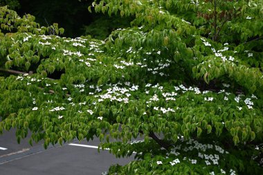 Kousa Dogwood (Cornus kousa) çiçekleri. Cornaceae yaprak döken ağacı. Yazın başlarında beyaz yapraksı frenlerle çiçek açar. Meyve sonbaharda olgunlaşır ve yenilebilir..