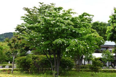 Kousa Dogwood (Cornus kousa) çiçekleri. Cornaceae yaprak döken ağacı. Yazın başlarında beyaz yapraksı frenlerle çiçek açar. Meyve sonbaharda olgunlaşır ve yenilebilir..
