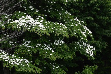 Kousa Dogwood (Cornus kousa) çiçekleri. Cornaceae yaprak döken ağacı. Yazın başlarında beyaz yapraksı frenlerle çiçek açar. Meyve sonbaharda olgunlaşır ve yenilebilir..
