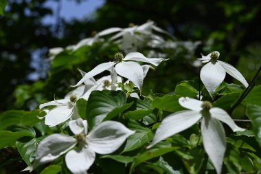 Kousa Dogwood (Cornus kousa) çiçekleri. Cornaceae yaprak döken ağacı. Yazın başlarında beyaz yapraksı frenlerle çiçek açar. Meyve sonbaharda olgunlaşır ve yenilebilir..