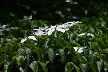 Kousa Dogwood (Cornus kousa) çiçekleri. Cornaceae yaprak döken ağacı. Yazın başlarında beyaz yapraksı frenlerle çiçek açar. Meyve sonbaharda olgunlaşır ve yenilebilir..