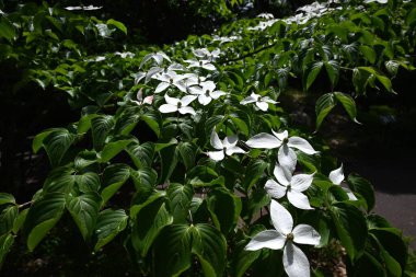 Kousa Dogwood (Cornus kousa) çiçekleri. Cornaceae yaprak döken ağacı. Yazın başlarında beyaz yapraksı frenlerle çiçek açar. Meyve sonbaharda olgunlaşır ve yenilebilir..
