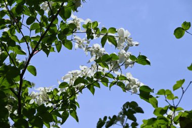 Kousa Dogwood (Cornus kousa) çiçekleri. Cornaceae yaprak döken ağacı. Yazın başlarında beyaz yapraksı frenlerle çiçek açar. Meyve sonbaharda olgunlaşır ve yenilebilir..