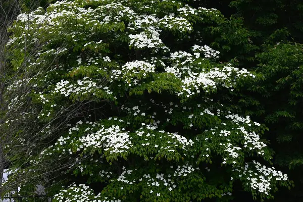 Kousa Dogwood (Cornus kousa) çiçekleri. Cornaceae yaprak döken ağacı. Yazın başlarında beyaz yapraksı frenlerle çiçek açar. Meyve sonbaharda olgunlaşır ve yenilebilir..