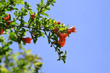 Nar (Punica granatum) çiçekleri. Lythraceae yapraklı ağacı. Parlak kırmızı çiçekler yazın başında açarak, yazın başlangıcını işaret eder..