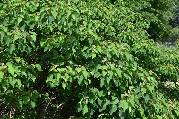  Japon Mallotus taze yaprakları. Yaz başında genç yapraklar güzel bir kırmızıdır ve yapraklar ve tohumlar boya olarak kullanılır ve ağaç kabuğu mide sağlığı için bitkisel bir ilaçtır..