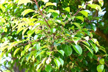 Yuvarlak yapraklı Holly (Ilex rotunda) çiçekleri. Aquifoliaceae Dioecious Evergreen ağacı. Küçük beyaz ya da soluk mor çiçekler yazın başında açar ve sonbaharda kırmızı çilekler..
