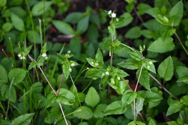 Dev civciv (Stellaria aquatica) çiçeği. Caryophyllaceae bitkileri. Beş yapraklı beyaz çiçekler, ama ikiye bölündükleri için on taç yaprağı varmış gibi görünüyorlar..