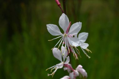  Gaura Lindheimeri (Beyaz guara) çiçekleri. Onagraceae bitkileri. Yazın başından sonbahara kadar rüzgarda sallanan narin çiçeklerin tadını çıkarabilirsiniz..