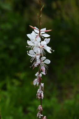  Gaura Lindheimeri (Beyaz guara) çiçekleri. Onagraceae bitkileri. Yazın başından sonbahara kadar rüzgarda sallanan narin çiçeklerin tadını çıkarabilirsiniz..