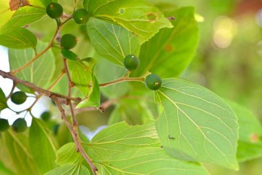 Çin böğürtlenleri (Celtis sinensis) yapraklar ve olgunlaşmamış meyveler. Cannabaceae yaprak döken ağacı. Ekinler sonbaharda olgunlaşır ve yabani kuşlar tarafından yenir, sonra tohumları dağıtırlar..