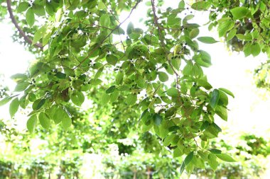 Çin böğürtlenleri (Celtis sinensis) yapraklar ve olgunlaşmamış meyveler. Cannabaceae yaprak döken ağacı. Ekinler sonbaharda olgunlaşır ve yabani kuşlar tarafından yenir, sonra tohumları dağıtırlar..