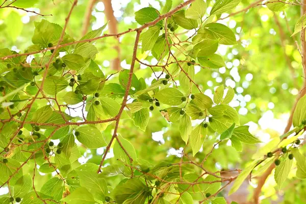 Çin böğürtlenleri (Celtis sinensis) yapraklar ve olgunlaşmamış meyveler. Cannabaceae yaprak döken ağacı. Ekinler sonbaharda olgunlaşır ve yabani kuşlar tarafından yenir, sonra tohumları dağıtırlar..
