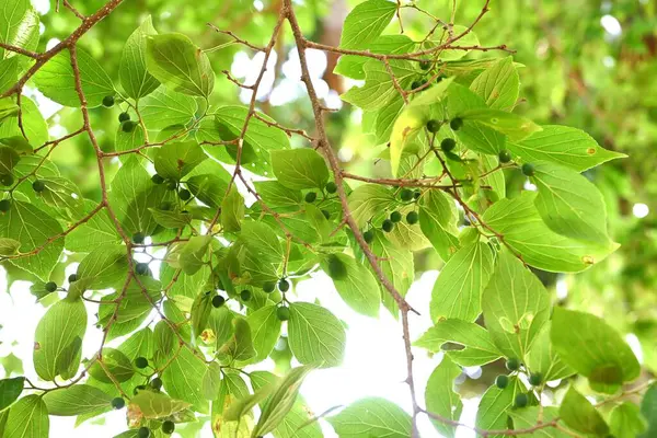 Çin böğürtlenleri (Celtis sinensis) yapraklar ve olgunlaşmamış meyveler. Cannabaceae yaprak döken ağacı. Ekinler sonbaharda olgunlaşır ve yabani kuşlar tarafından yenir, sonra tohumları dağıtırlar..