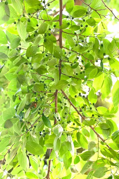 Çin böğürtlenleri (Celtis sinensis) yapraklar ve olgunlaşmamış meyveler. Cannabaceae yaprak döken ağacı. Ekinler sonbaharda olgunlaşır ve yabani kuşlar tarafından yenir, sonra tohumları dağıtırlar..