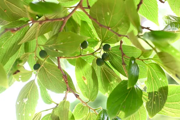 Çin böğürtlenleri (Celtis sinensis) yapraklar ve olgunlaşmamış meyveler. Cannabaceae yaprak döken ağacı. Ekinler sonbaharda olgunlaşır ve yabani kuşlar tarafından yenir, sonra tohumları dağıtırlar..