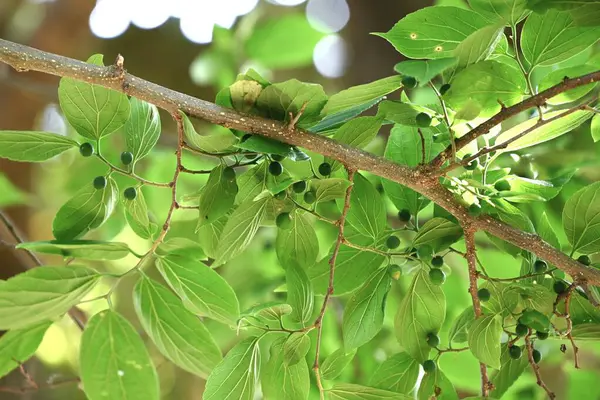 Çin böğürtlenleri (Celtis sinensis) yapraklar ve olgunlaşmamış meyveler. Cannabaceae yaprak döken ağacı. Ekinler sonbaharda olgunlaşır ve yabani kuşlar tarafından yenir, sonra tohumları dağıtırlar..